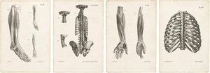 Jules Cloquet, French Anatomical Lithographs, 1821, Lithograph, Set of 4