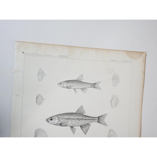 Antique mid 19th century lithograph on paper of fish book plate. Published by the US Pacific Railroad Exploration and...