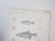 Antique mid 19th century lithograph on paper of fish book plate. Published by the US Pacific Railroad Exploration and...