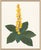 Not Yet Made - Made To Order Desert Flowers by Susan Hable For Sale - Image 5 of 6