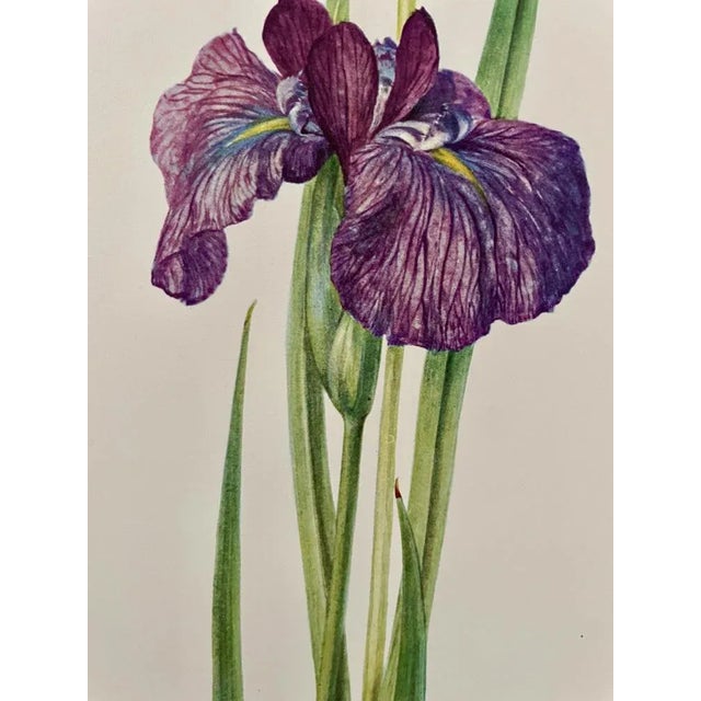Watercolor (original) signed Madeleine Rollinat (French naturalist painter, 1914-2007), depicting an iris (laevigata...