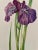 Watercolor (original) signed Madeleine Rollinat (French naturalist painter, 1914-2007), depicting an iris (laevigata...