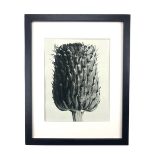 Framed Antique Photogravure Blossfeldt Botanical Print - No. 84 For Sale
