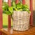Artifacts Rattan Round Planter with Black Plastic Insert, Natural, 11" For Sale - Image 4 of 9