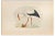 Alexander Francis Lydon, White Stork, Woodcut Print, 1870 For Sale