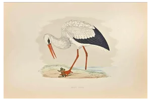 Alexander Francis Lydon, White Stork, Woodcut Print, 1870