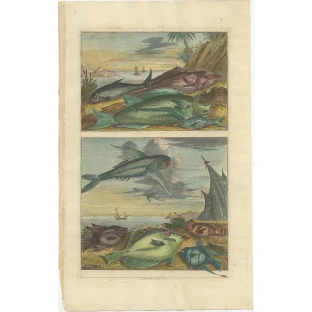 Various Fish Species and Other Marine Life, 1726, Paper, Set of 12 For Sale - Image 3 of 14