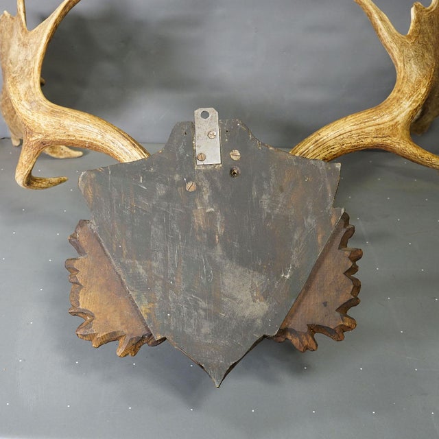 1900 - 1909 Antique Black Forest Fallow Deer Trophy, Germany ca.1900 For Sale - Image 5 of 6