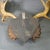 1900 - 1909 Antique Black Forest Fallow Deer Trophy, Germany ca.1900 For Sale - Image 5 of 6