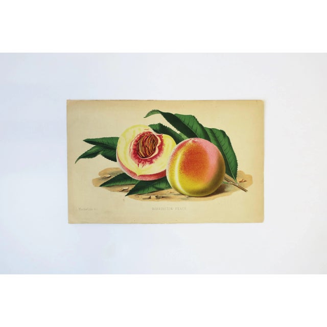 A beautiful original "Barrington Peach" botanical color chromo print (aka, Chromolithography), by artist: J L Macfarland...