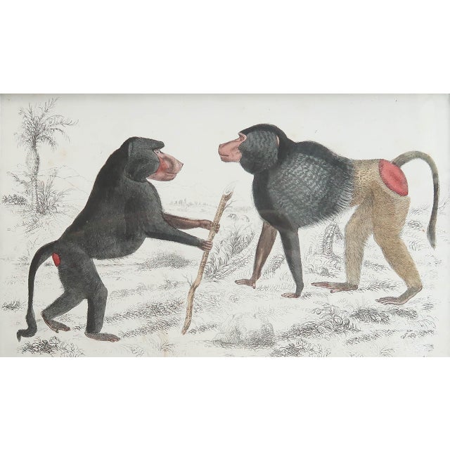 After Cpt.Brown, Baboons, 1847, Lithograph, Framed For Sale - Image 3 of 4