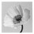 Poppy no.2 - Analogue Black and White Floral Photography, Limited Edition (2/20) 2023 For Sale