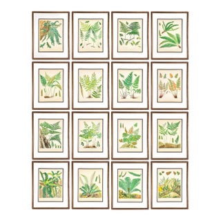 19th-Century European Fern Gallery | Set of 16 Framed Botanical Prints For Sale
