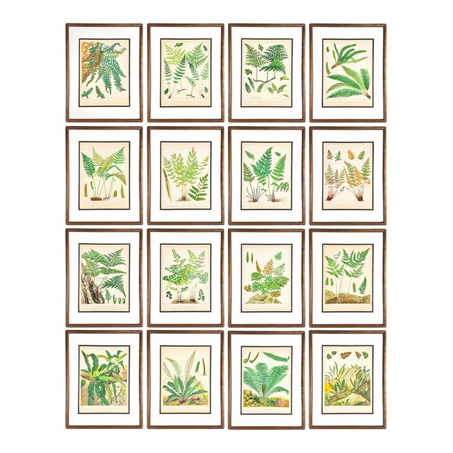 19th-Century European Fern Gallery | Set of 16 Framed Botanical Prints For Sale