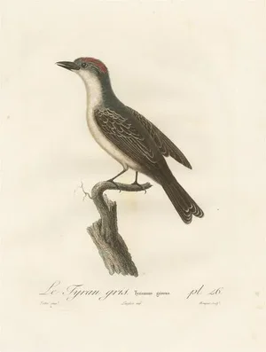 Louis Jean Pierre Vieillot, Gray Kingbird Print, Le Tyran Gris, Print