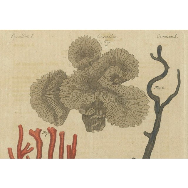Late 18th Century Bertuch, Four Corals, 1790, Engraving For Sale - Image 5 of 9