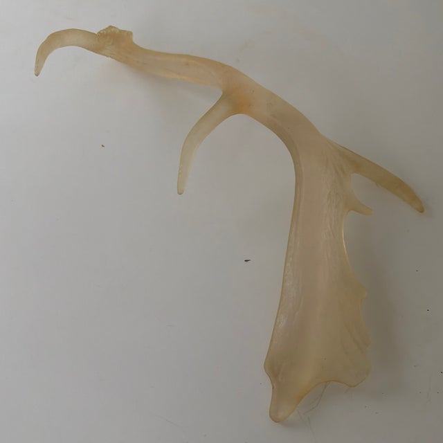 1990s Faux Translucent Amber Deer Antler For Sale - Image 5 of 8
