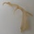 1990s Faux Translucent Amber Deer Antler For Sale - Image 5 of 8