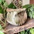 Signed Studio Art Pottery Ceramic Planter Vase Pot, Strassman Roughly 4 - 4.5” wide Stands 3.25” tall Opening roughly 2.5...
