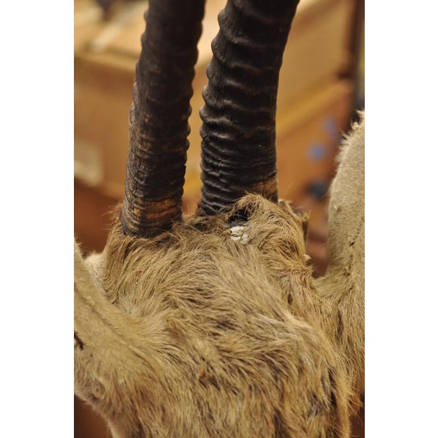 Vintage African Antelope Grant's Gazelle Horn Shoulder Mount Wall Taxidermy For Sale - Image 11 of 12