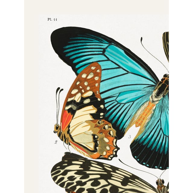 Vintage butterfly art print reproduction by Emile-Allain Séguy, featuring Art Deco–era natural history illustrations...