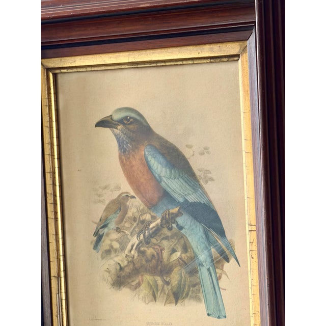 Late 19th Century Antique Burmese Roller Lithograph After j.g. Keulemans in Deep Wood Frame For Sale - Image 5 of 11