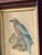 Late 19th Century Antique Burmese Roller Lithograph After j.g. Keulemans in Deep Wood Frame For Sale - Image 5 of 11