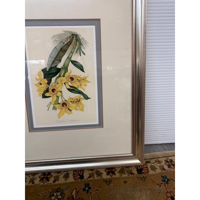 Design Plus Gallery presents an Orchid Botanical Print by Louis Van Houtte's. This beautiful botanical print comes from...