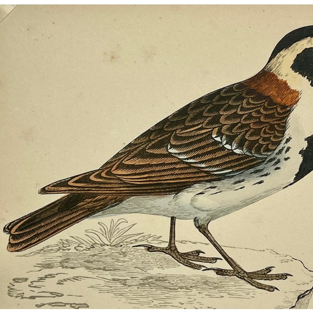 Antique Hand Tinted Bird Print From England Featuring a Pair of Lapland Buntings - Circa 1880 For Sale In Dallas - Image 6 of 12