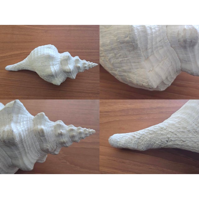 Vintage Large Natural Horse Conch Shell For Sale - Image 10 of 12