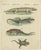 Antique handcolored engraving of lizards and newts, amphibien xiii, c.1800 this original handcolored copperplate engraving...
