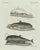 Paper Bertuch, Three Dolphins and Porpoises, 1802, Engraving For Sale - Image 7 of 9