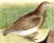 A Falkland Island Quail: An 18th Century Hand-Colored Engraving by Martinet, 1770 For Sale - Image 4 of 6