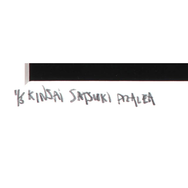 American Kinsai Satsuki Azalea, Jonathan Singer For Sale - Image 3 of 5