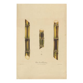 Sugarcane, 1892, Paper For Sale