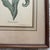 Wood Vintage Yellow Tulip Botanical Print in Dark Wood Frame For Sale - Image 7 of 7