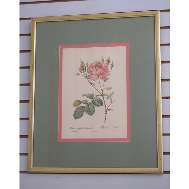 Age: Approx. 100 Years Old Details: By Pierre-Joseph Redoute Vintage Engravings That Have Been Professionally Framed &...