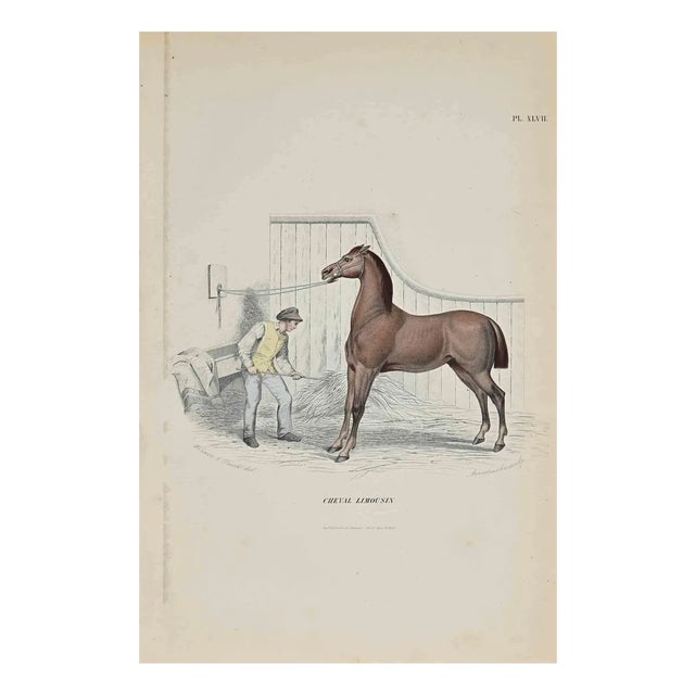 Paul Gervais, Limousin Horse, Original Lithograph, 1854 For Sale
