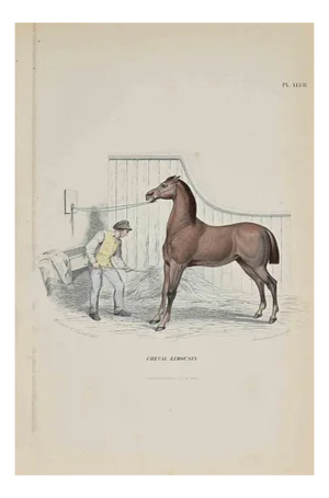Paul Gervais, Limousin Horse, Original Lithograph, 1854