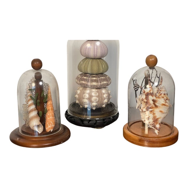 1960s 3 Domed Sra Shell Assemblages Marine Soecimens For Sale