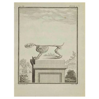 Jean Gullaume Moitte, Skeleton, Etching, 1771 For Sale