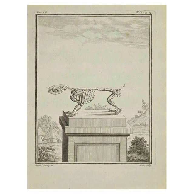 Jean Gullaume Moitte, Skeleton, Etching, 1771 For Sale