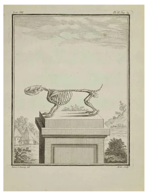 Jean Gullaume Moitte, Skeleton, Etching, 1771