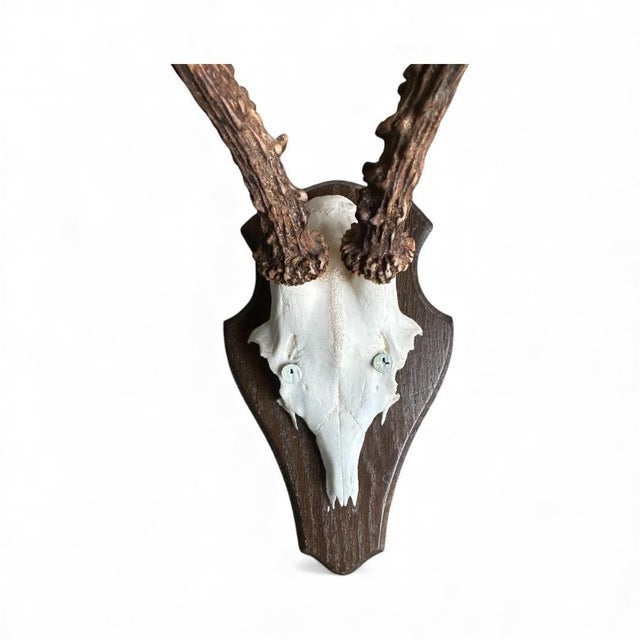 1980s Roe Deer Trophy 21 Black Forest Antlers Mount For Sale - Image 4 of 5