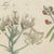 Paper Bertuch, Venus Flytrap Carnivorous Plant, 1805, Print For Sale - Image 7 of 12