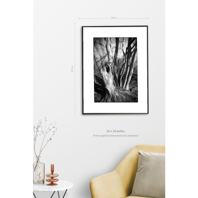 Paul Cooklin, Shadowed Tree, Edition of 50 For Sale - Image 4 of 7