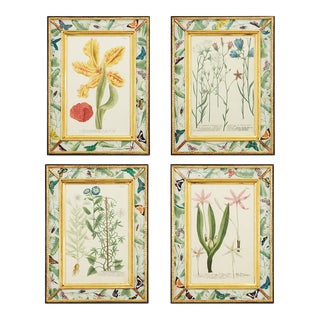 Hand-Colored Botanical Engravings by Johann Wilhelm Weinmann, Set of 4 For Sale