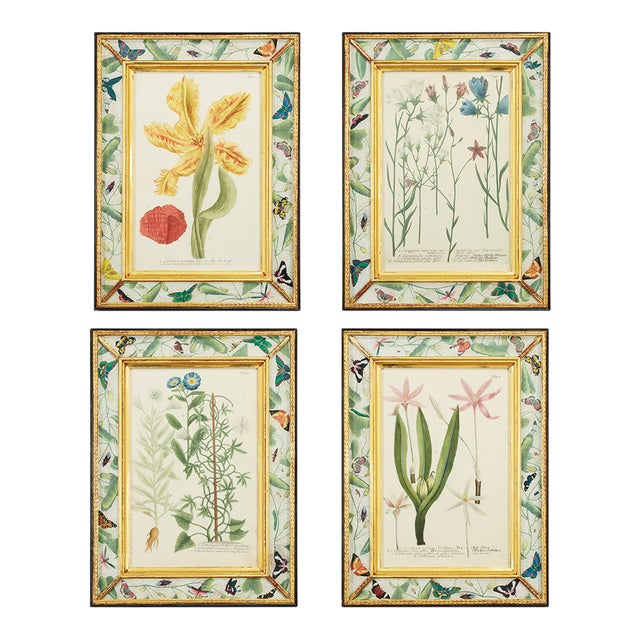 Hand-Colored Botanical Engravings by Johann Wilhelm Weinmann, Set of 4 For Sale