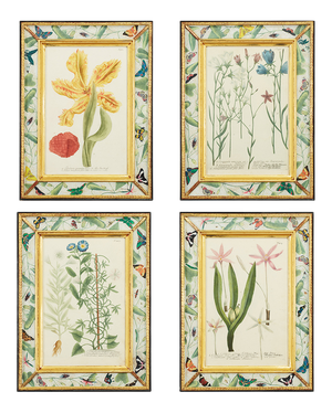 Hand-Colored Botanical Engravings by Johann Wilhelm Weinmann, Set of 4