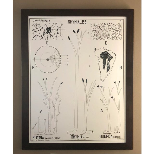 Large French Botanical Chart and Frame by Dr. Auzoux, Paris 1950's For Sale - Image 9 of 9